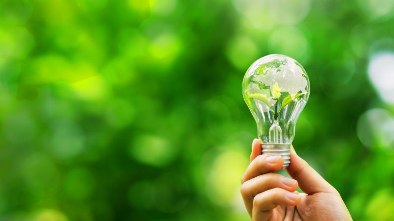 light bulb with a plant inside of it